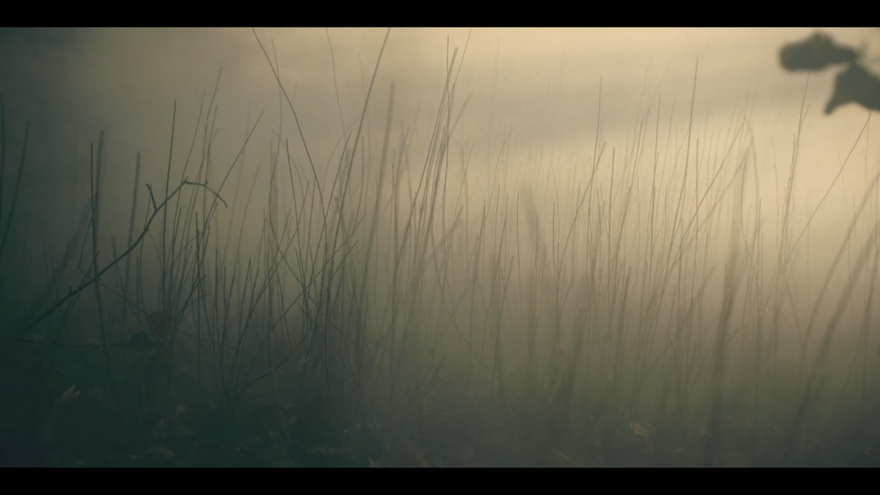 BORA – The Fog